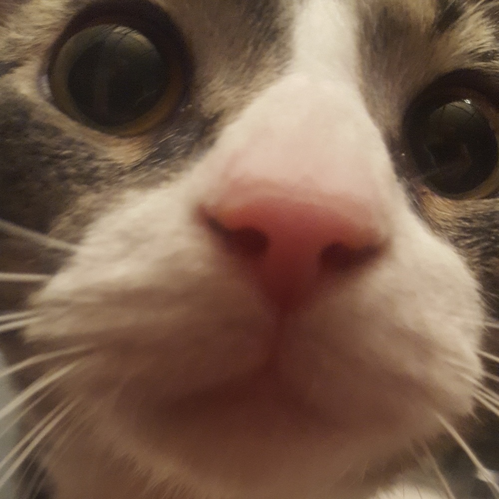 Meet your Posher, Reid